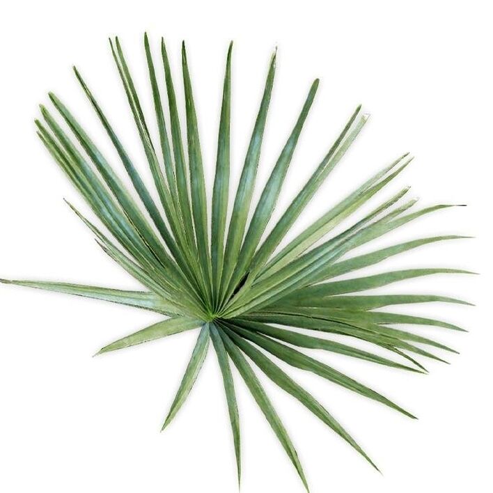 revitaPROST bevat sabelpalm